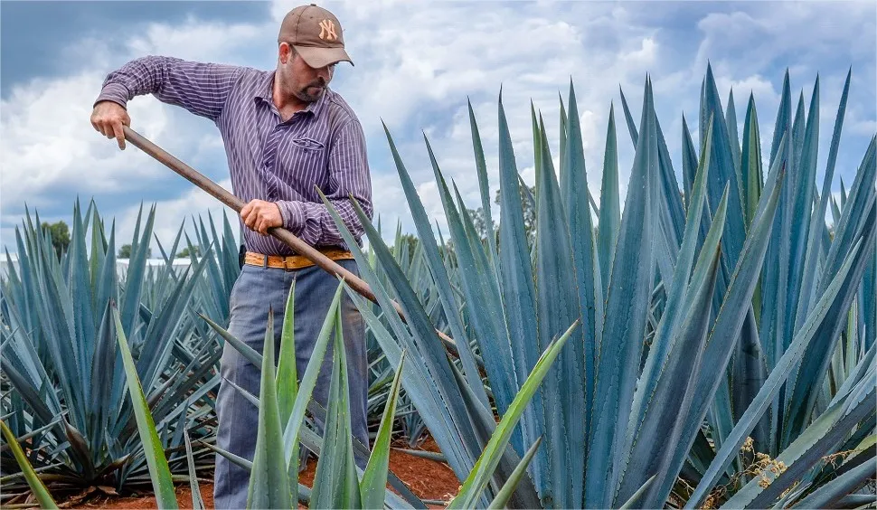 Agave de Mèxico 